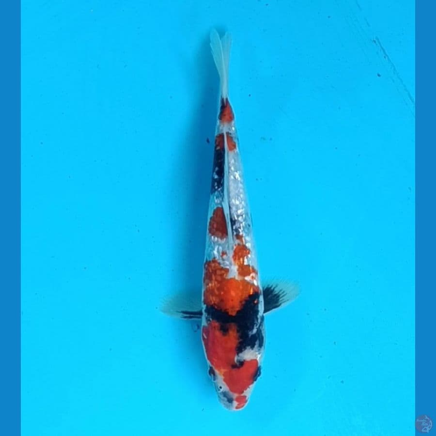 19 cm showa gindrin