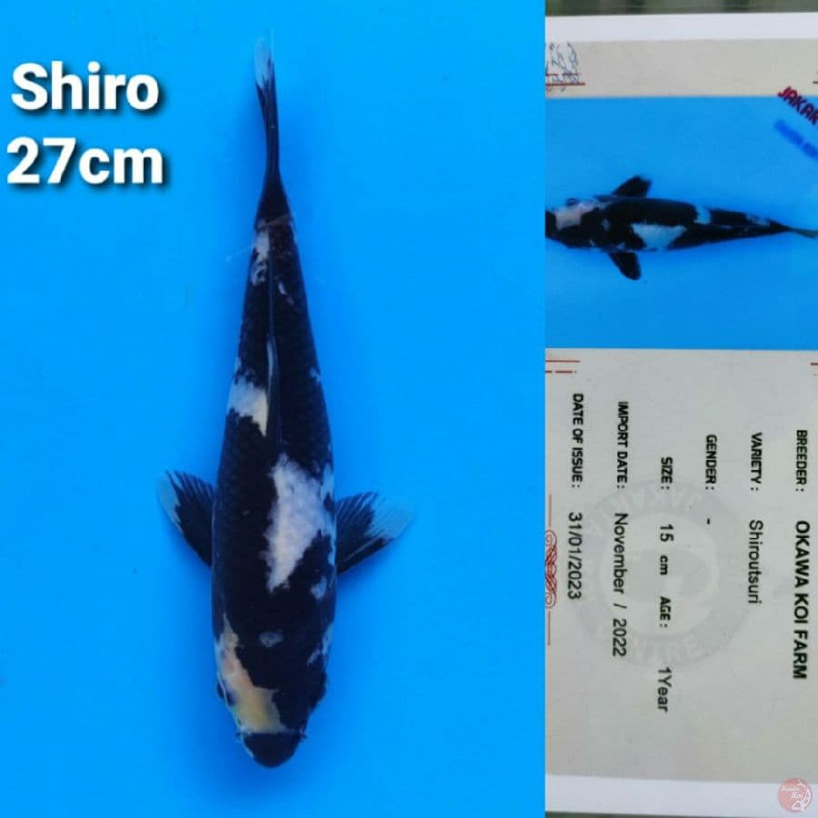OKAWA SHIRO 27CM SERTI