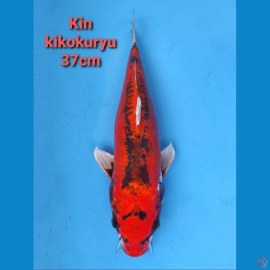 GENJIRO KIN KIKOKURYU 37CM SERTI