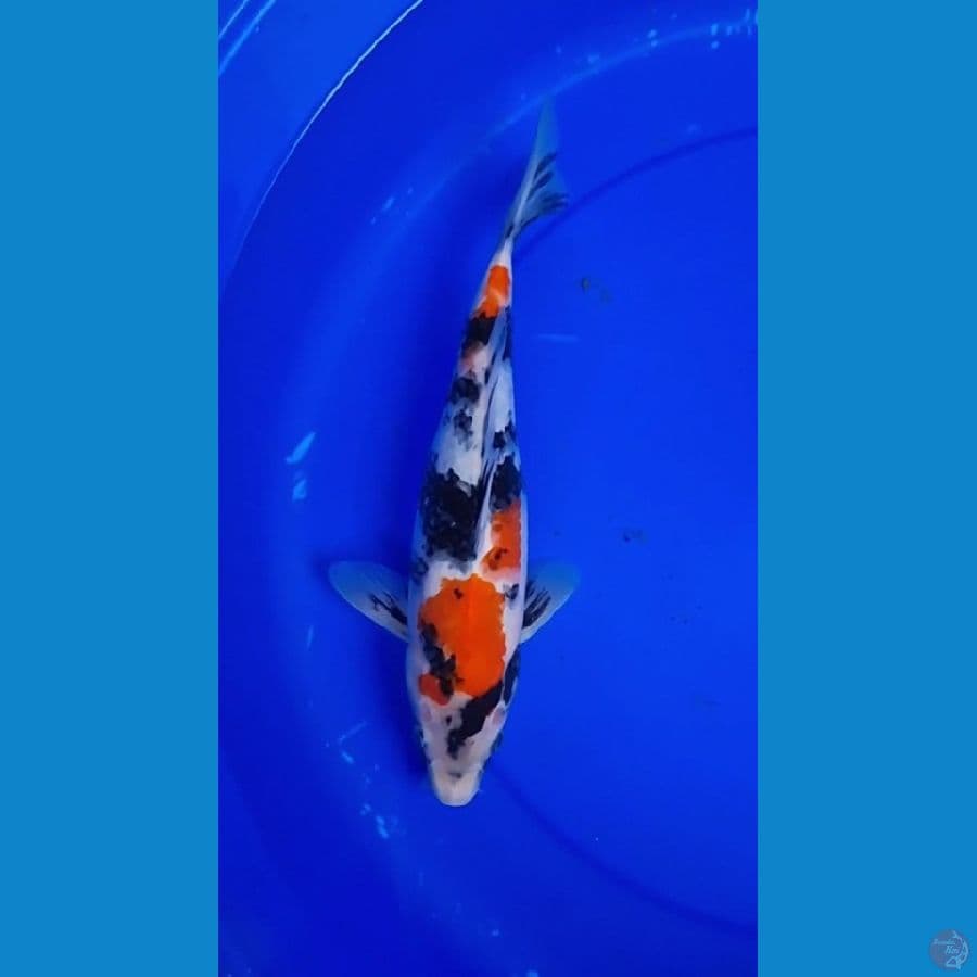 showa 35cm