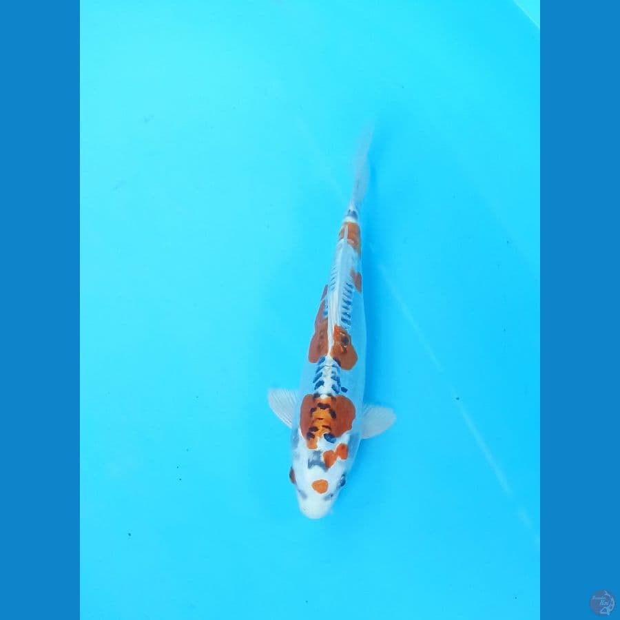 kiko 20cm