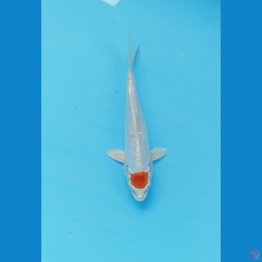 Tc kiko 17cm