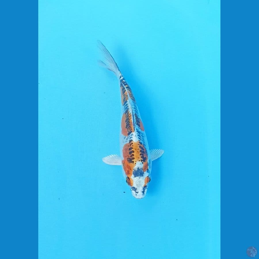 Kiko 15cm