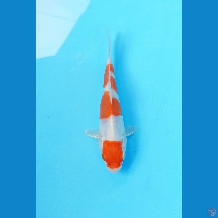 Kikushui 15cm