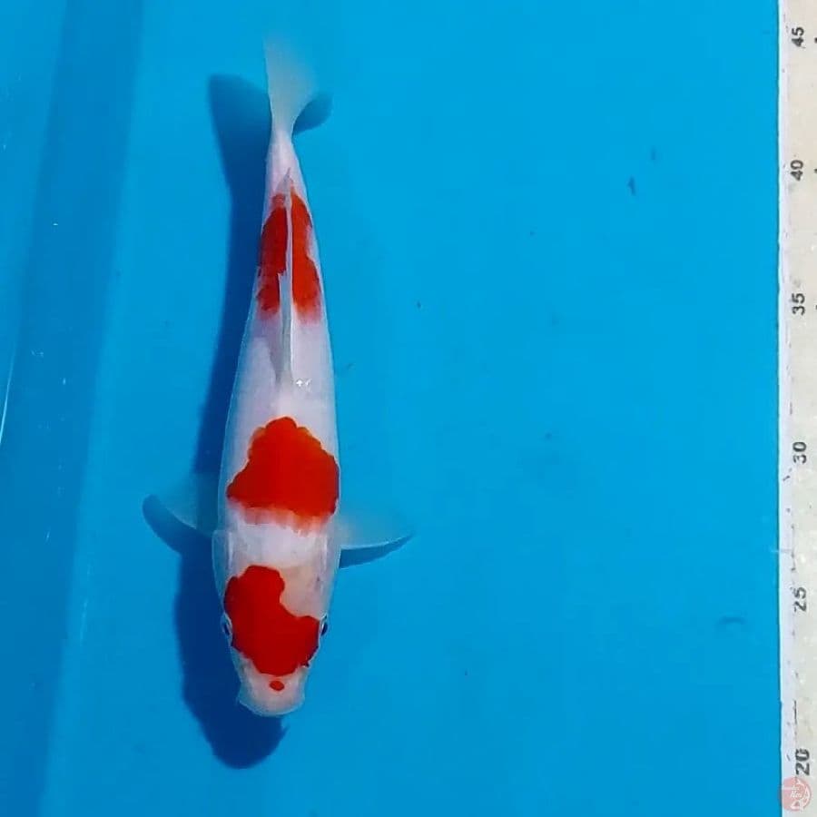 KOHAKU 23 CM