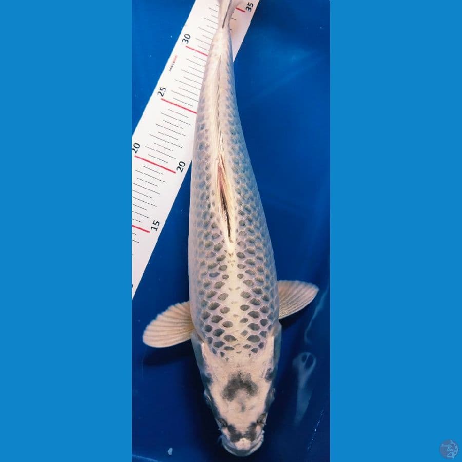 mukasi 35cm