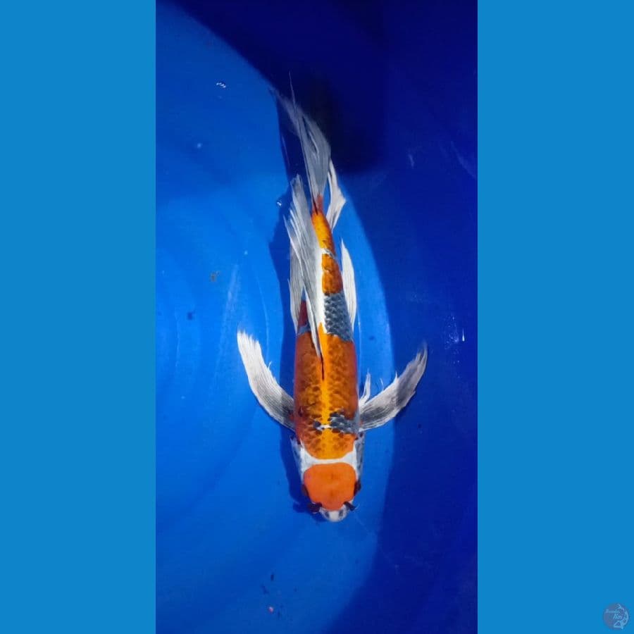 KUMPAY KUJAKU SIZE 45CM/FM
