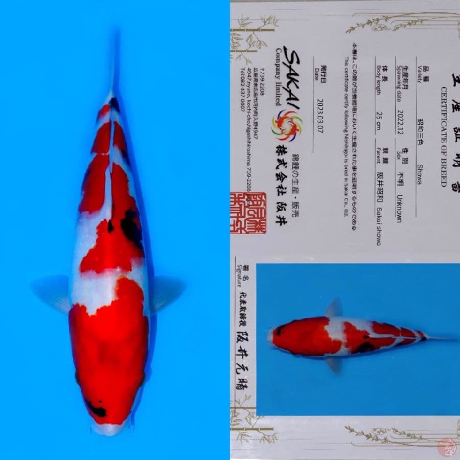 SAKAI SHOWA SANSHOKU HQ 36CM (tategoi)