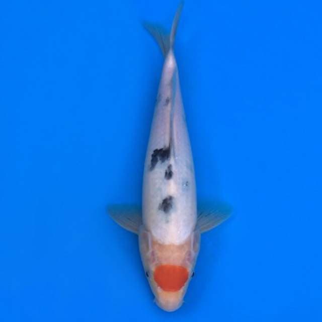 tancho sanke 26cm