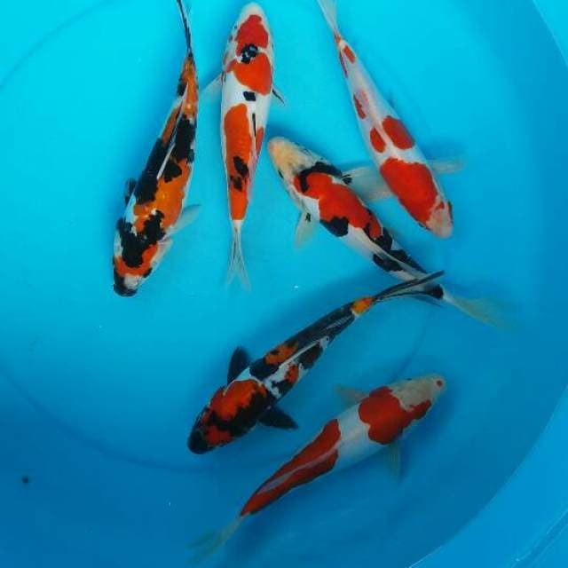 Mix kohaku showa doist jos