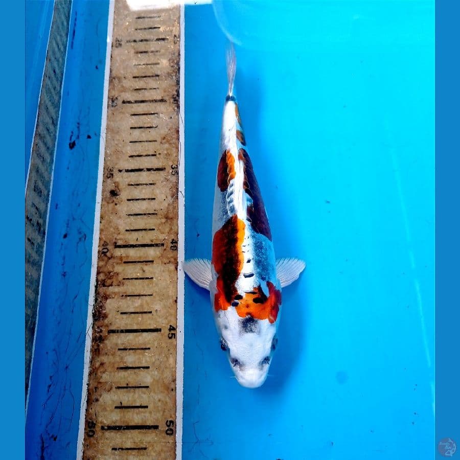 kikokuryu 20cm
