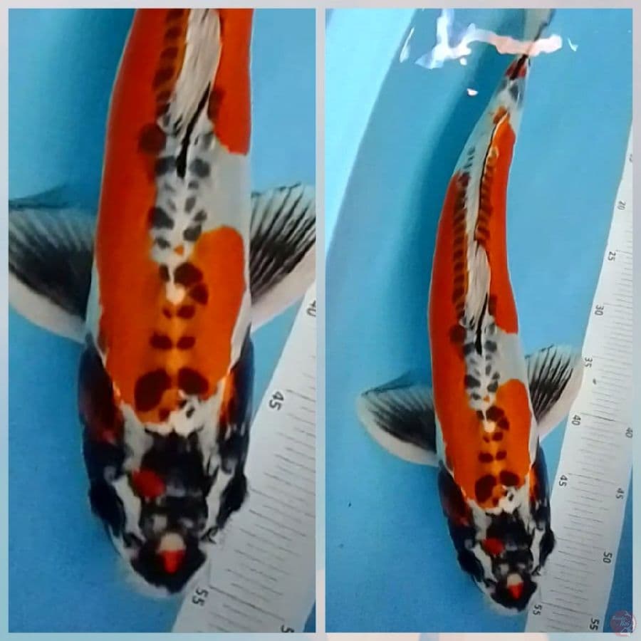 pejantan Kiko 60bu