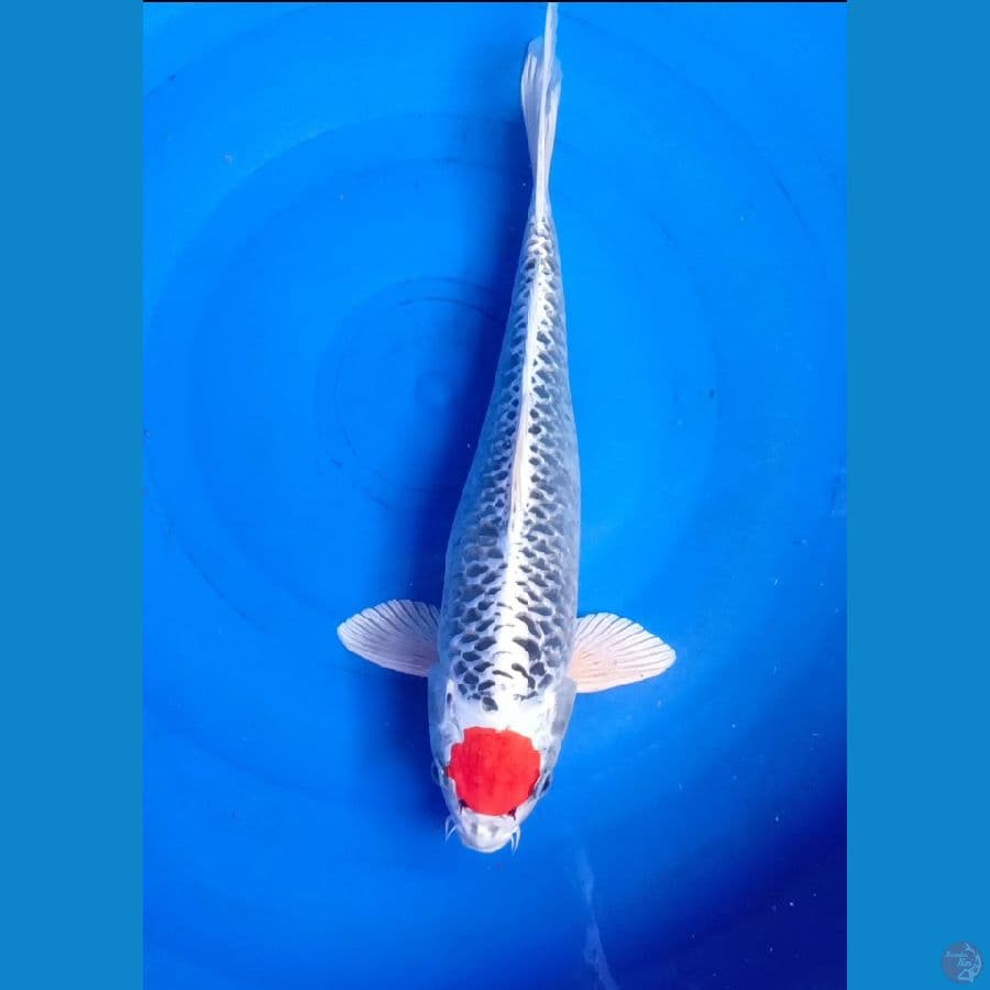TANCHO KUJAKU SIZE 41CM