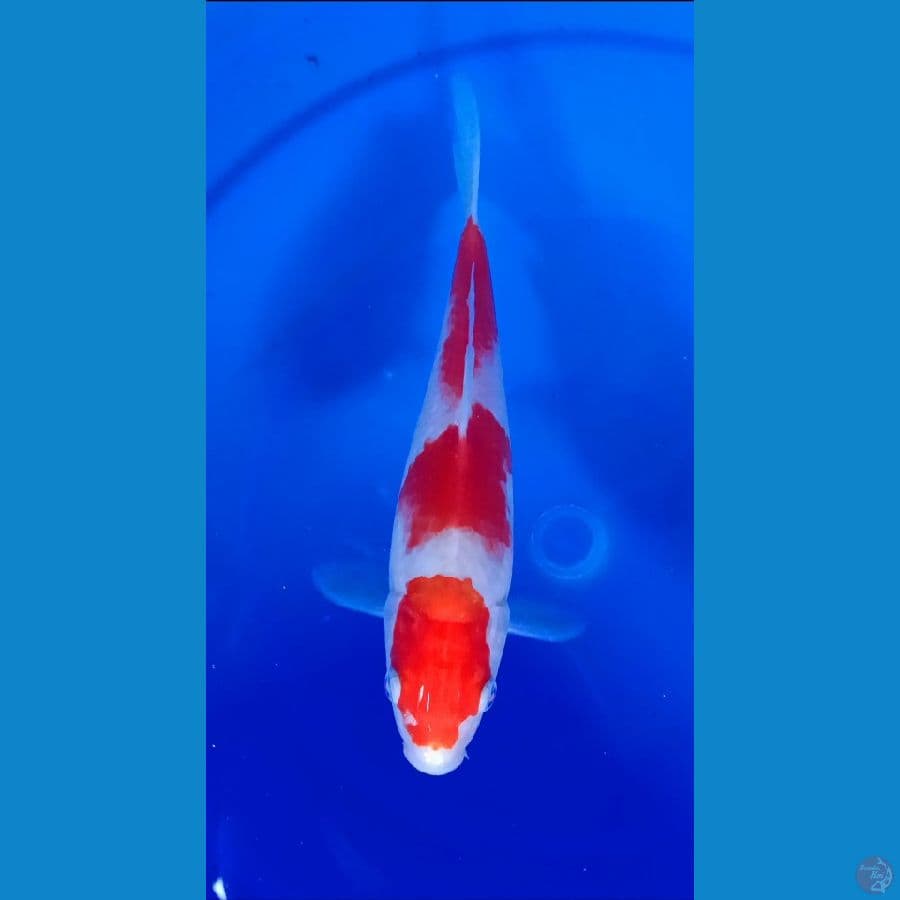 Kohaku 21cm
