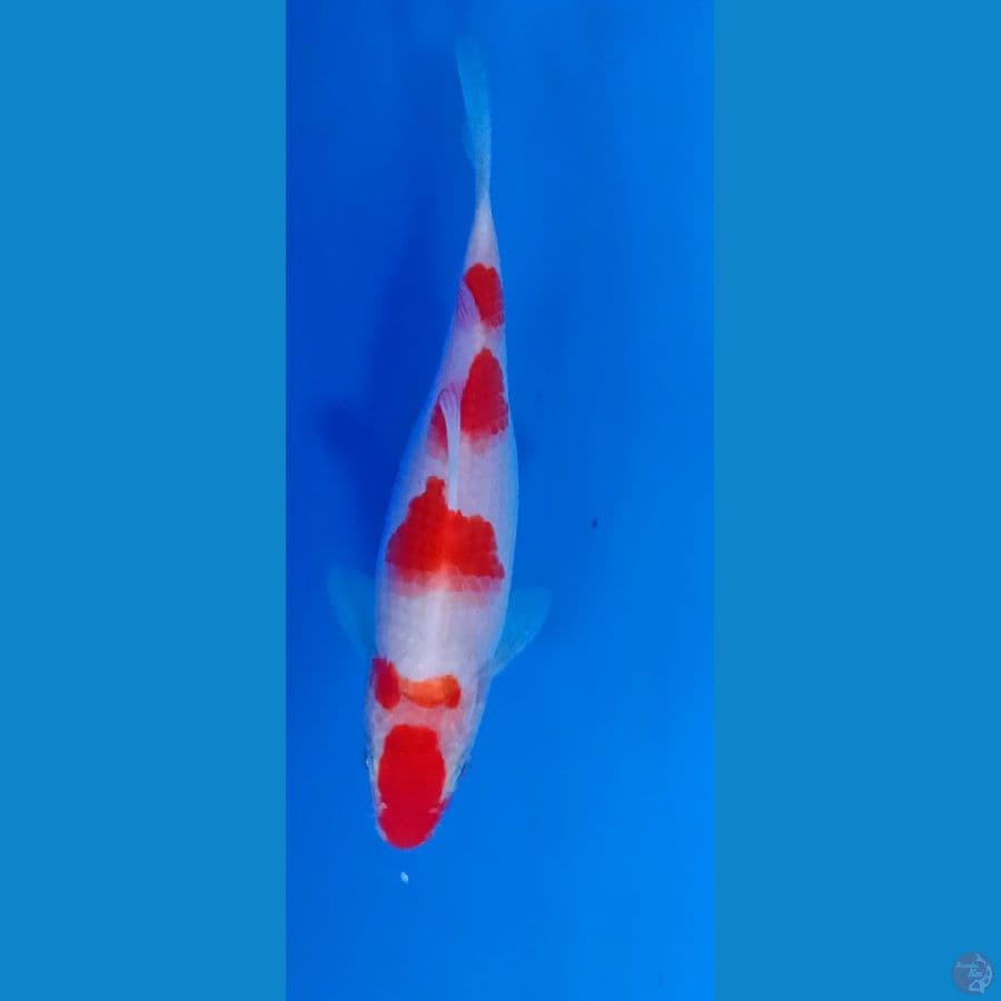 Kohaku 20cm