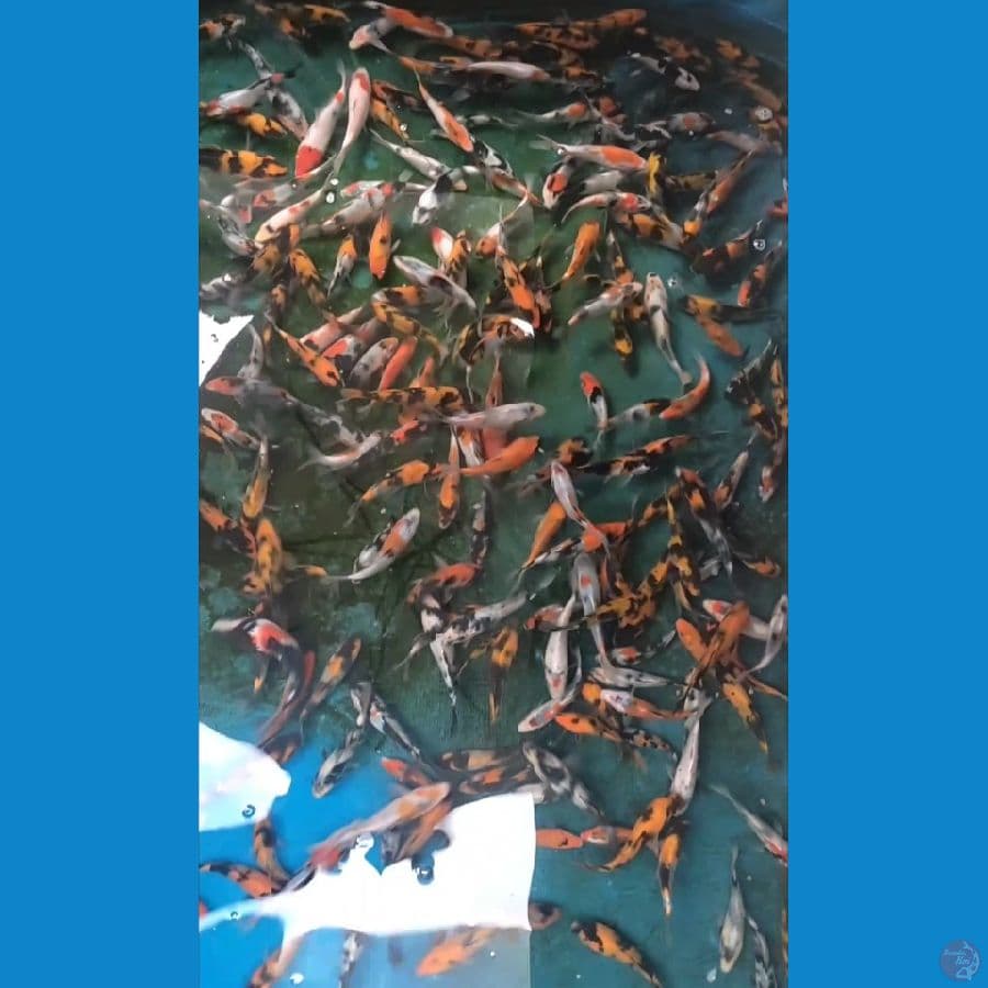 Showa Hiu Shiro size 12-16cm 250ekor