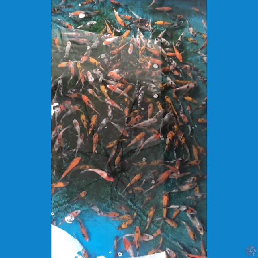 Showa Hiu Shiro size 8-11cm 350 ekor
