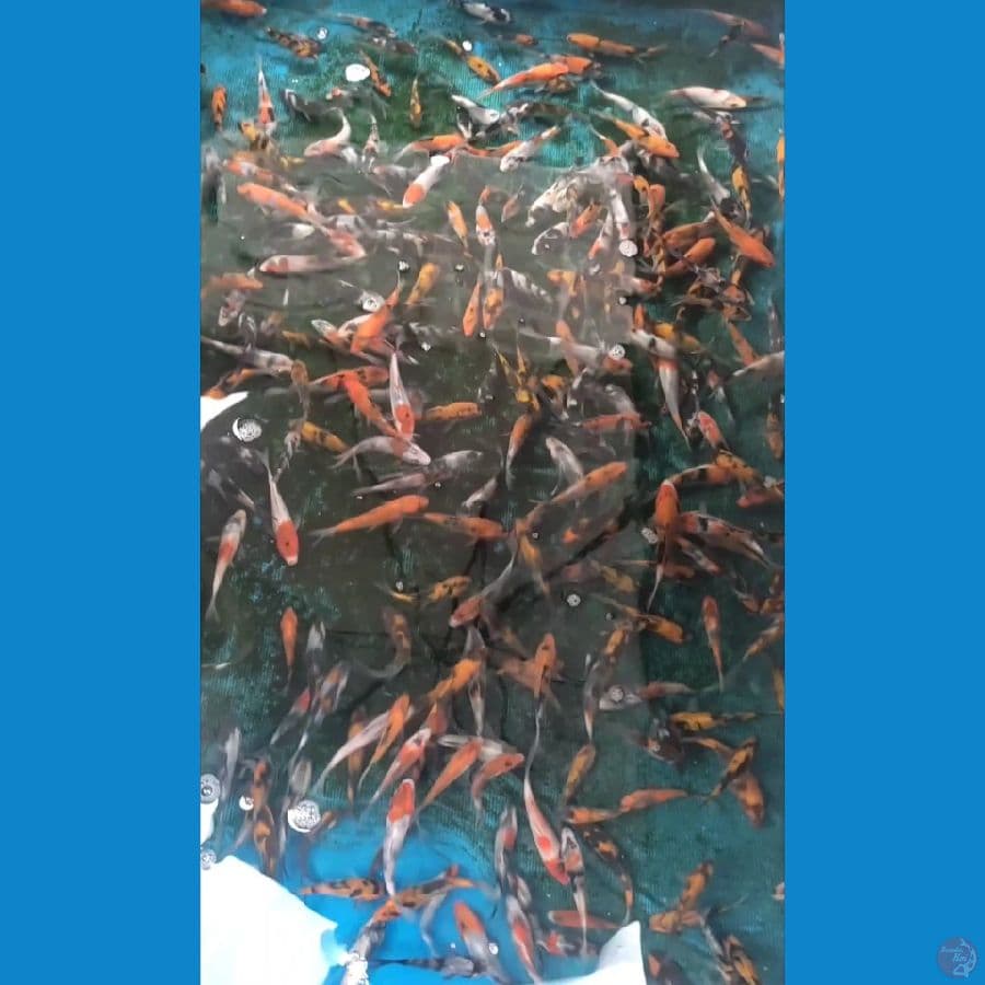 Showa Hiu Shiro size 8-11cm 350 ekor