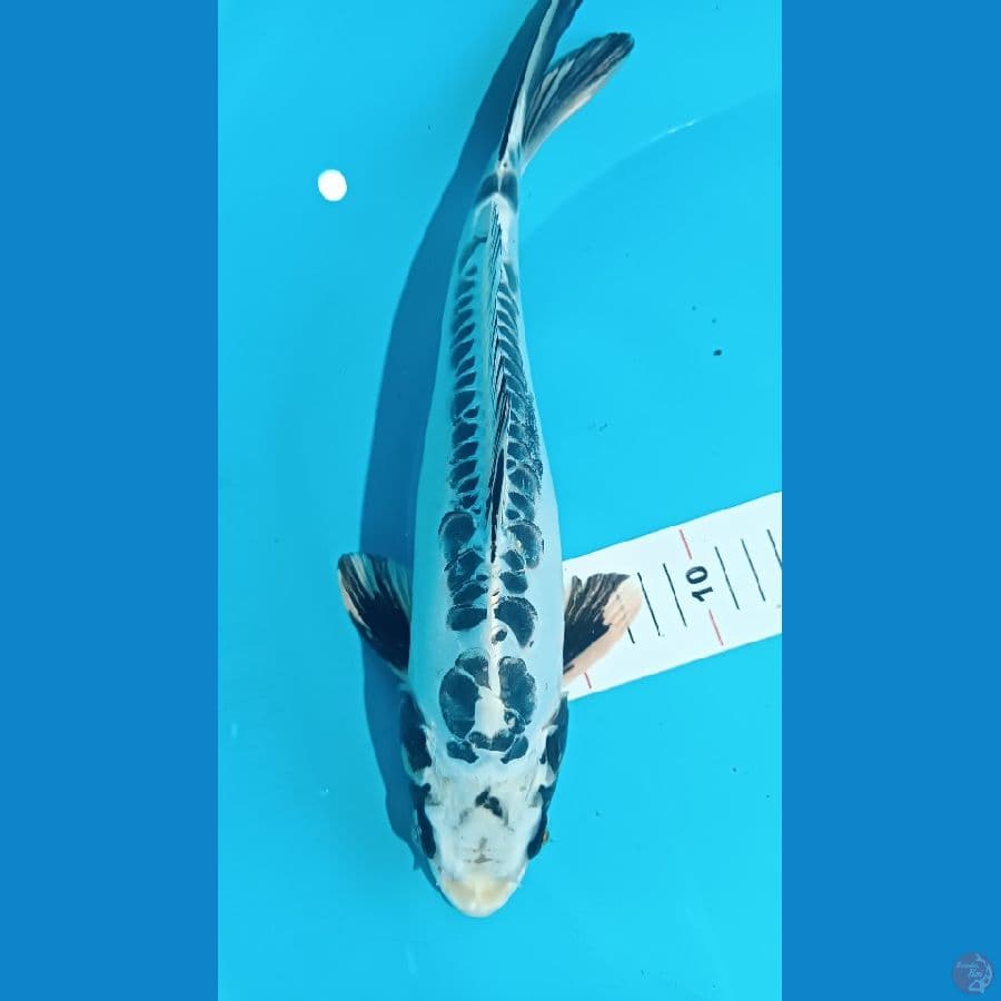 Unique 34 cm