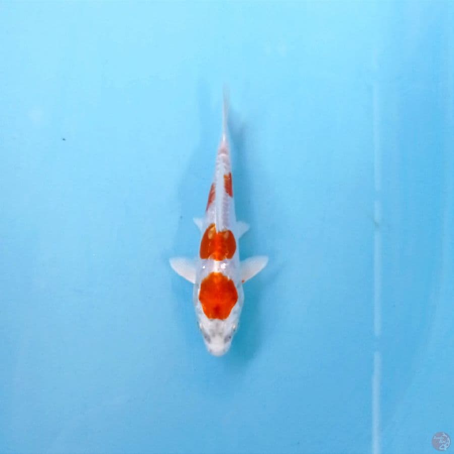 kikushui, 14 cm