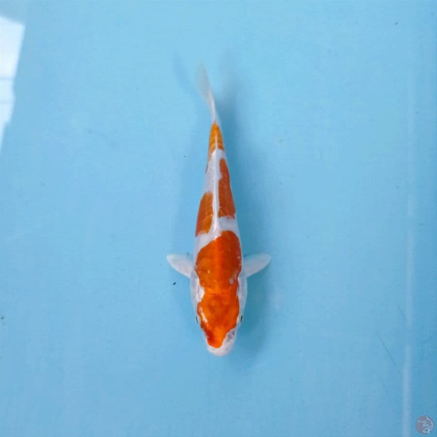 kikushui, 14 cm
