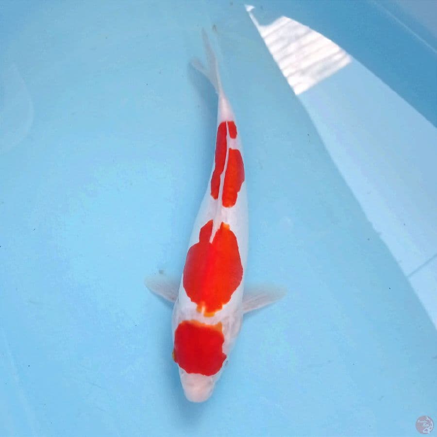 kohaku doitsu, 30 cm