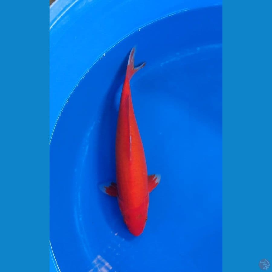 red aka 30 male
