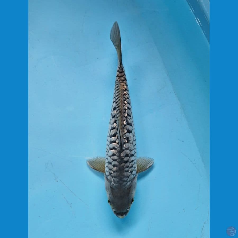 aragoke soragoi 30cm male