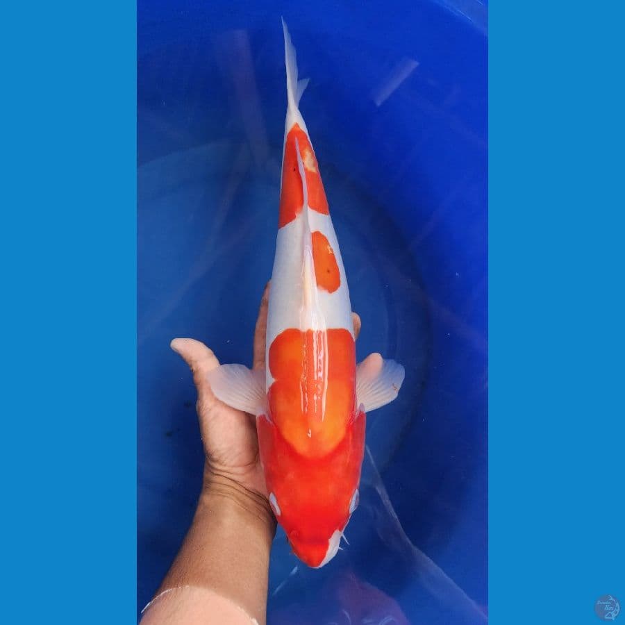 43cm Kohaku Doitsu