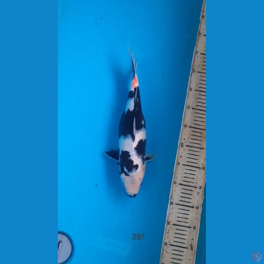 shiro 38cm female