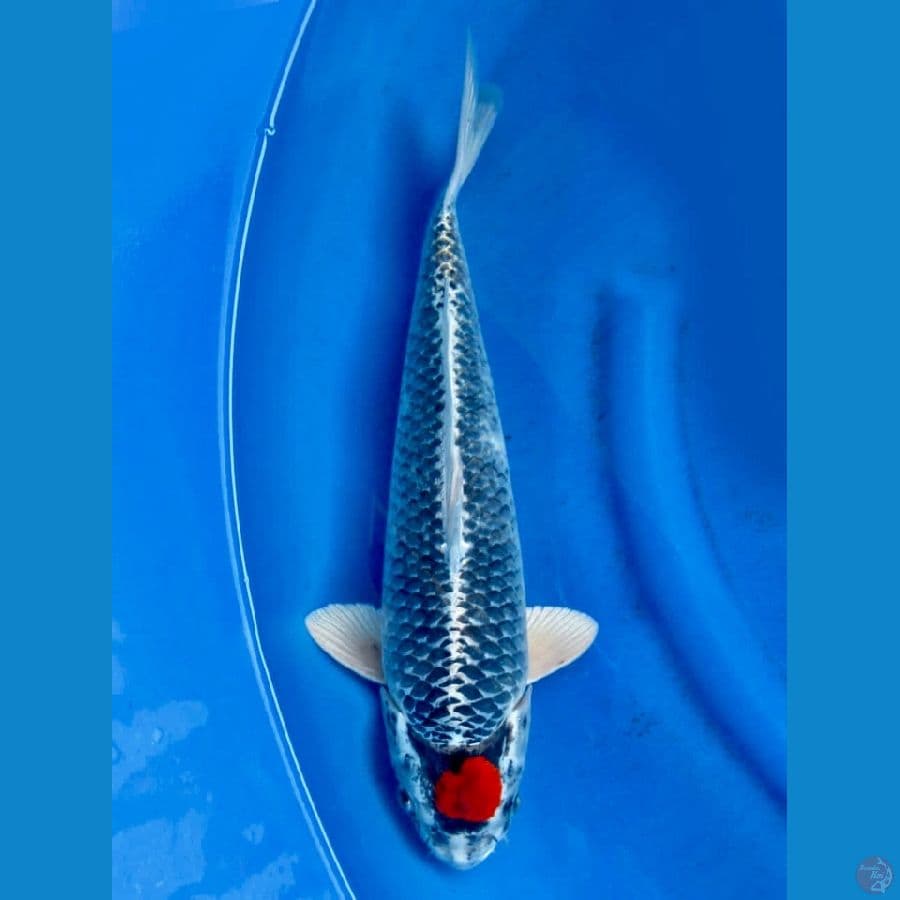 tancho gosiki 43cm