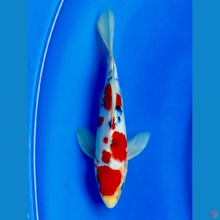 sanke sleyer sq 25 cm