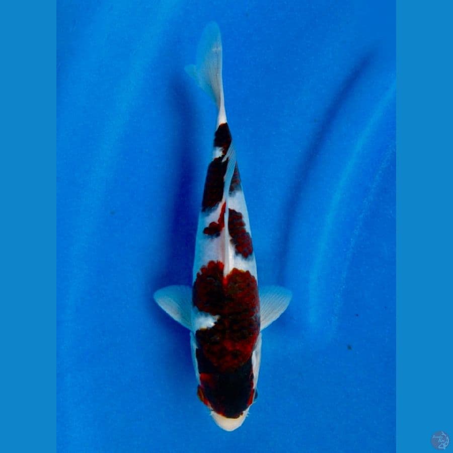 Goromo ori 23cm