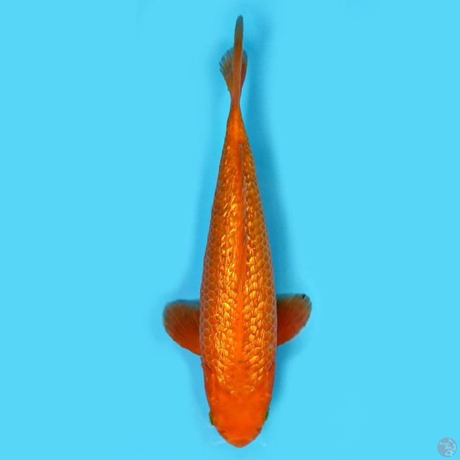 Gindrin caramel, berpunuk 32 cm, jantan