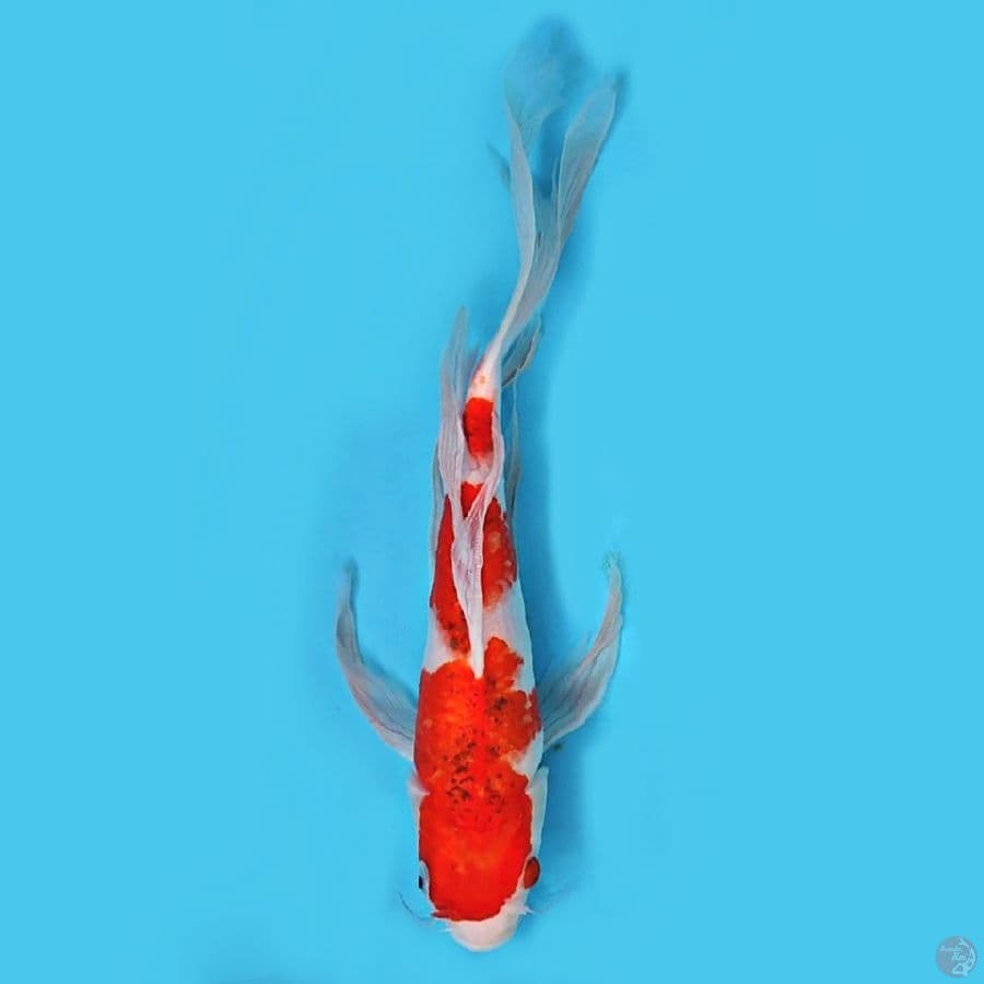 Ai koromo, original 38 cm , slayer panjang