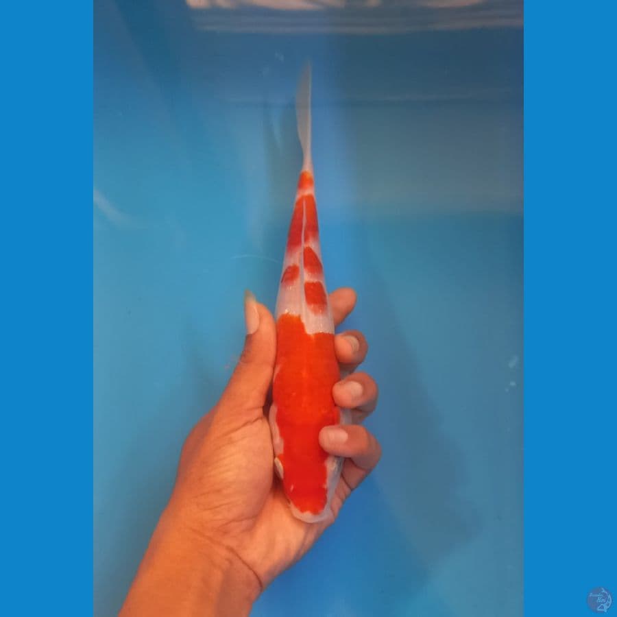kohaku 23cm