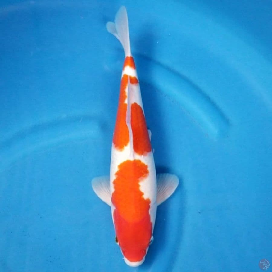 KOHAKU 35 CM MALE