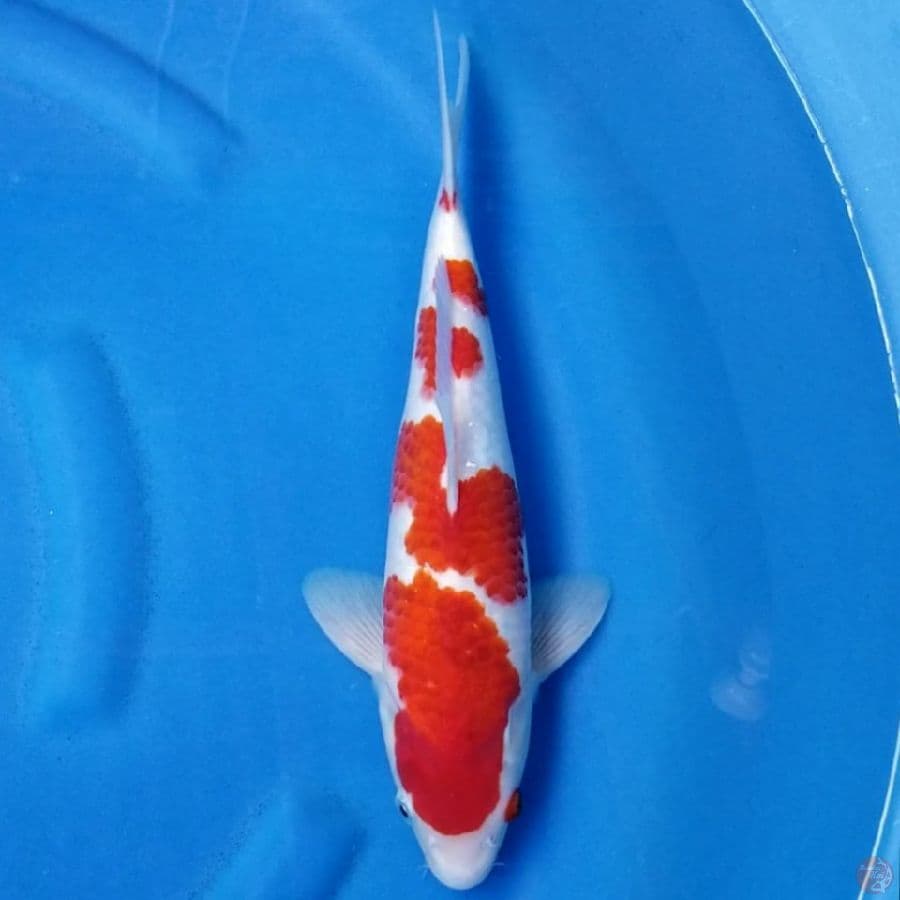 AIGOROMO 35 CM MALE