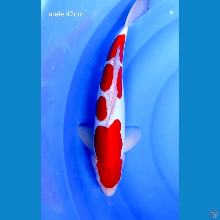 kohaku (doitsu murni male 42cm)