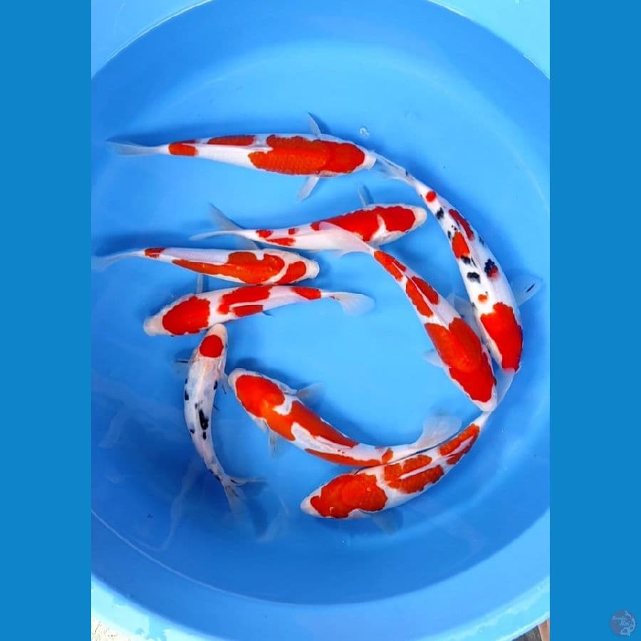 kohaku sanke good quality (19-25cm 9ekor)