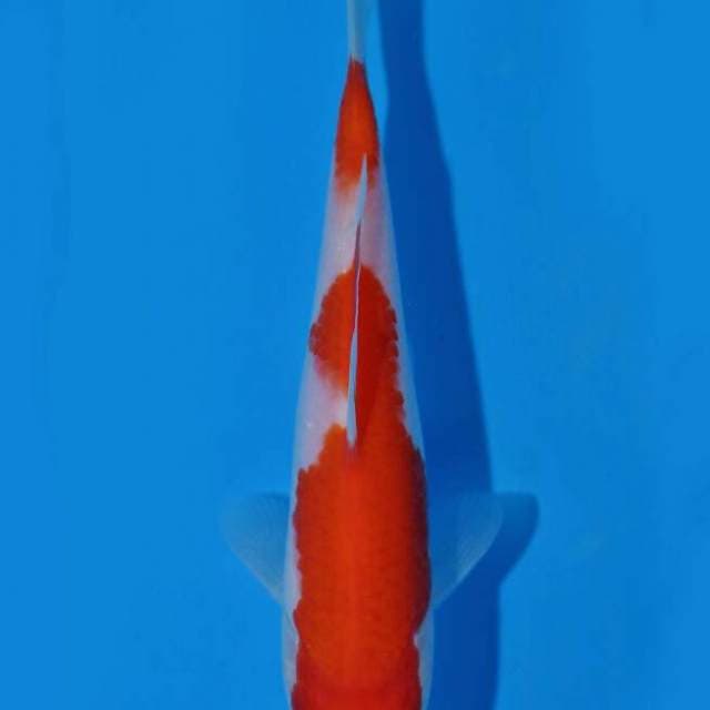 Kohaku Taniguchi