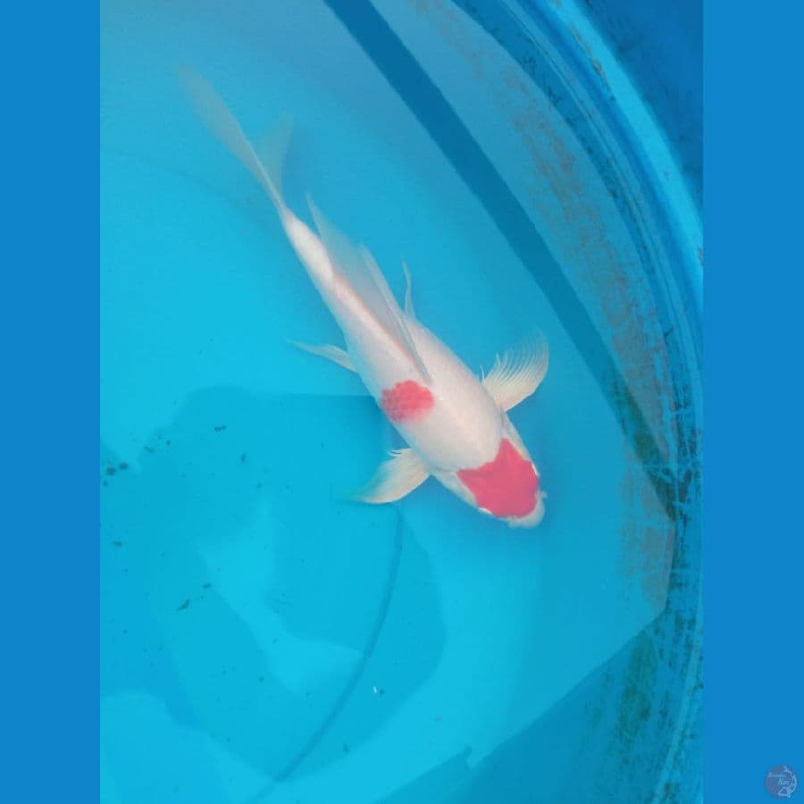 kohaku 28cm kumpay