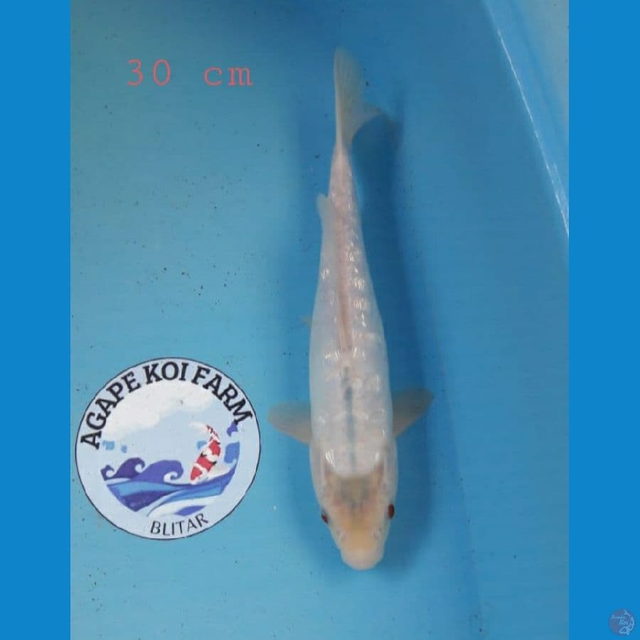 Aragoke 30 cm