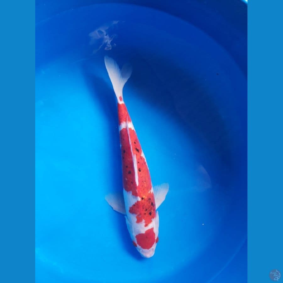 Ai Goromo 40 cm