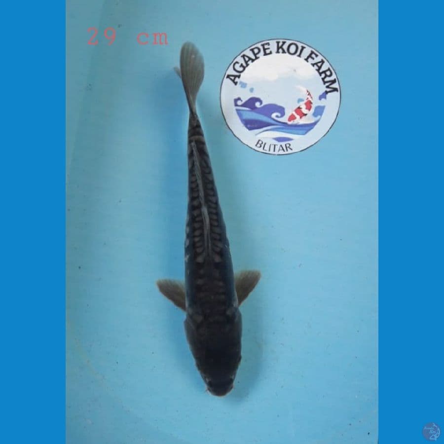 Aragoke 29 cm
