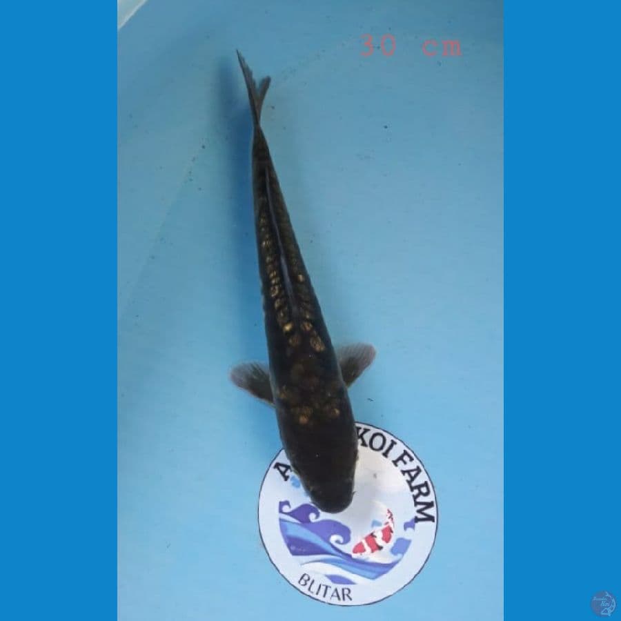 Aragoke ginrin 30cm