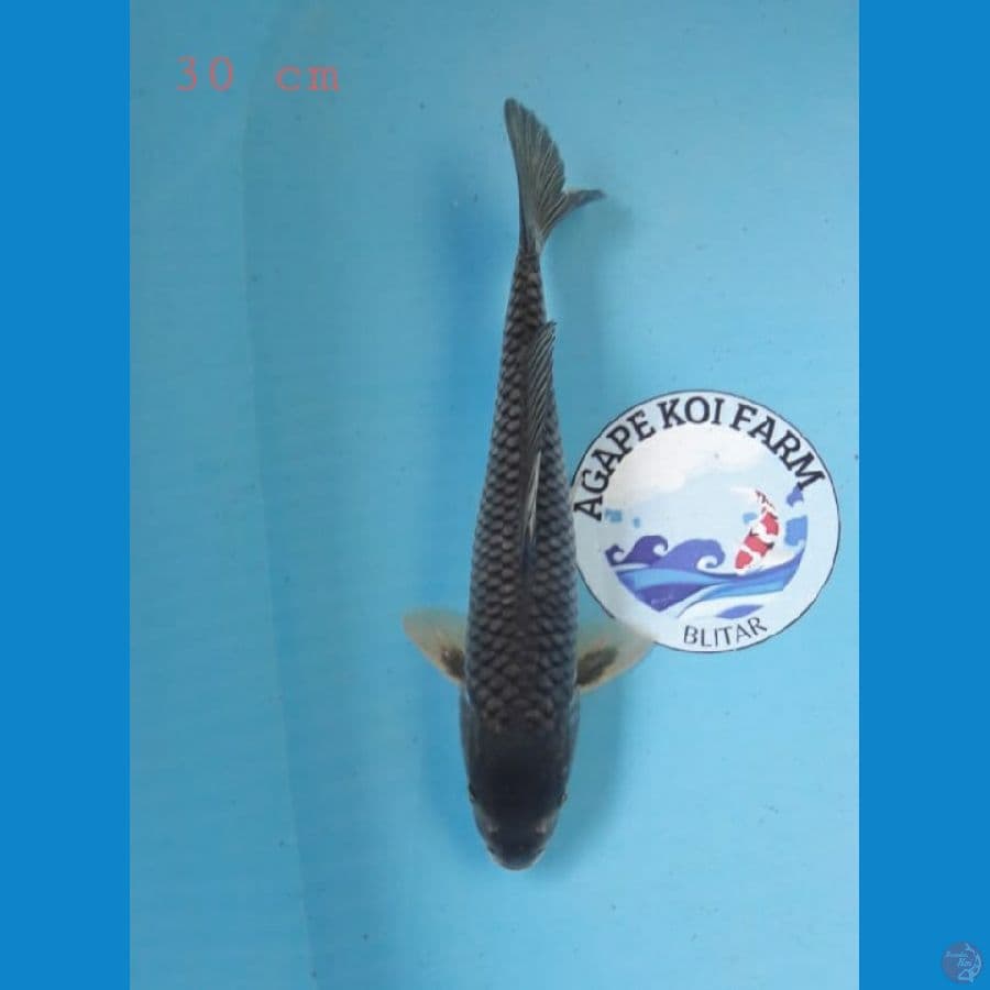kawarimono 30 cm