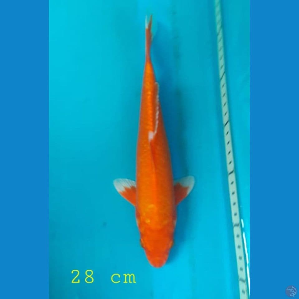 orenji 28 cm