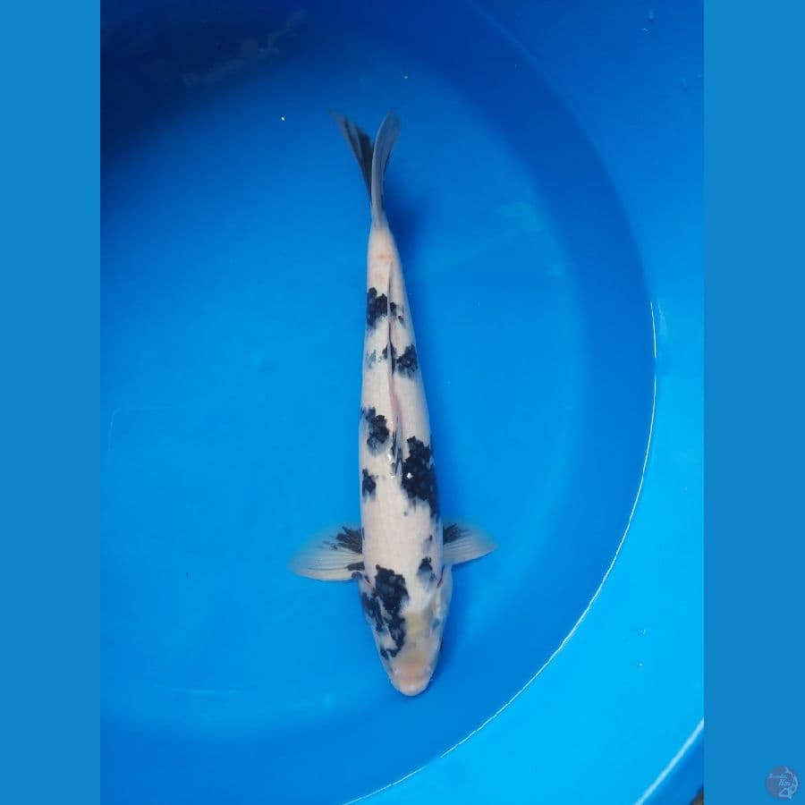 Shiro 41 cm