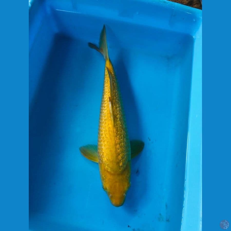 karasi gindrin 30cm